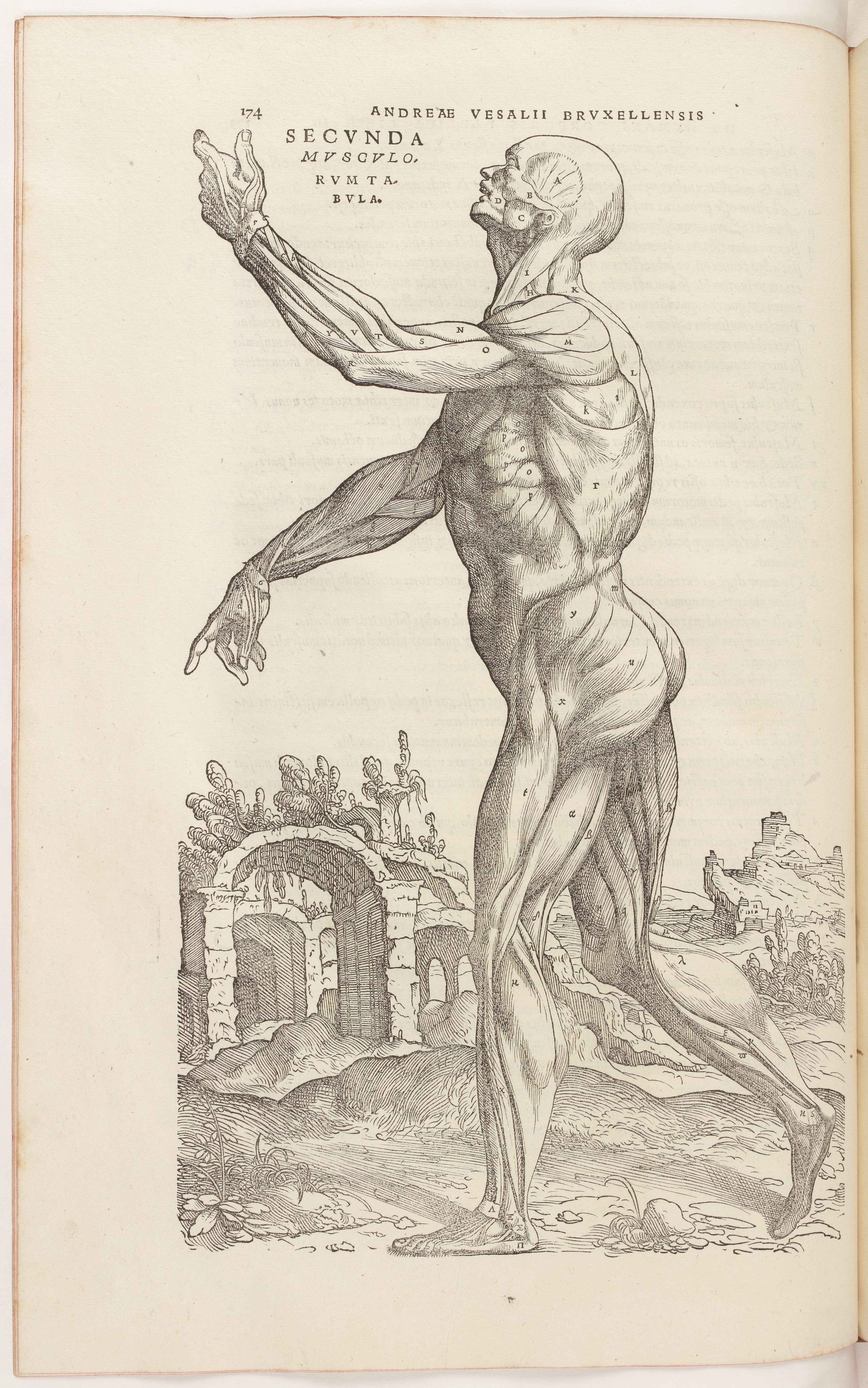 Vésale, De Humani Corporis Fabrica, Ecorché