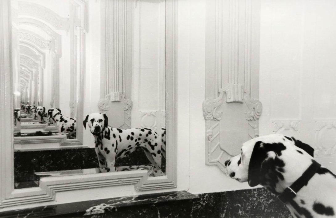 Série_Dalmatiens