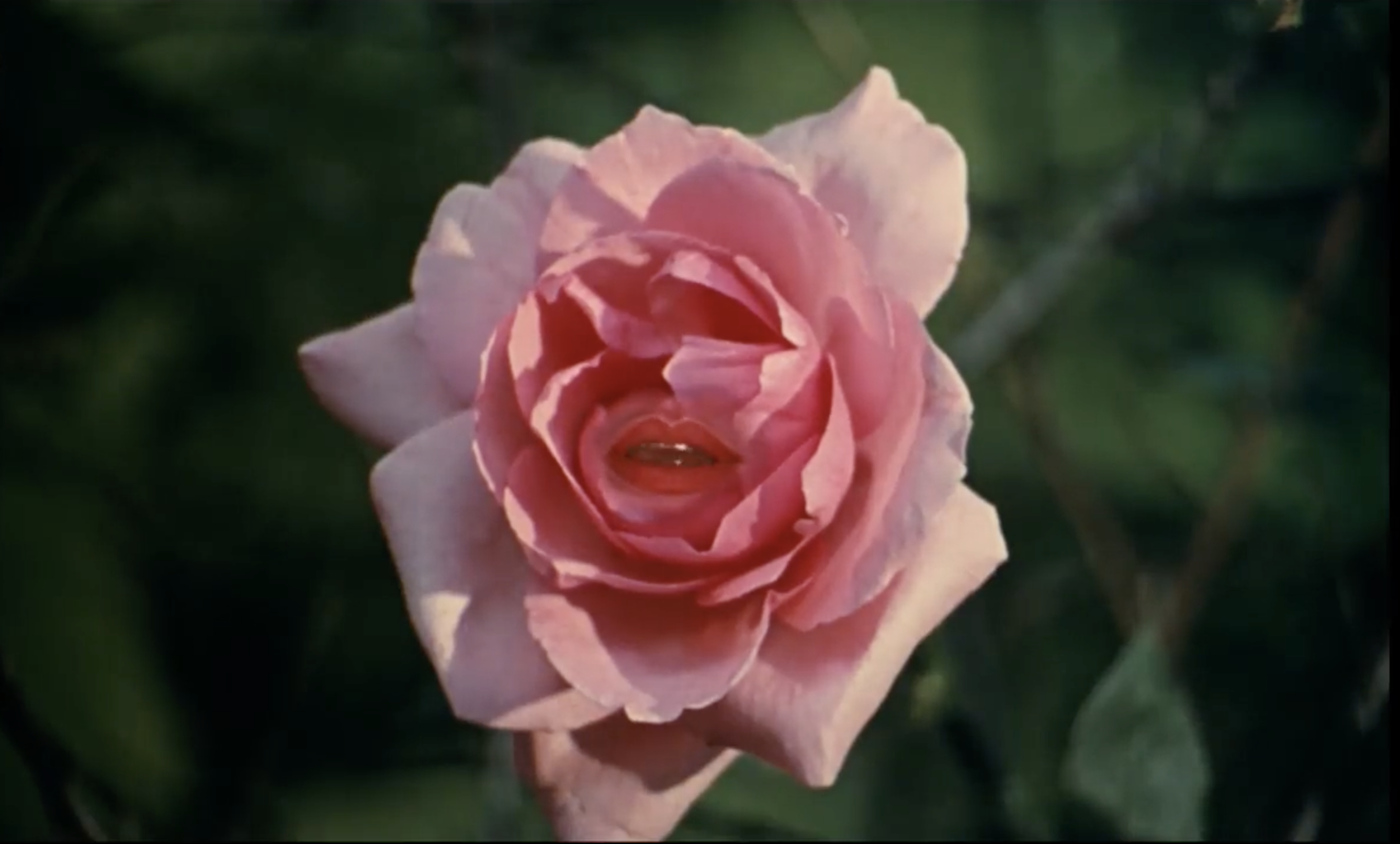 Fig. 5. La rose qui parle au prince (Jacques Demy, Peau d’âne, 0’46’’25)