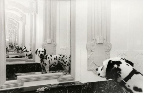 Série_Dalmatiens
