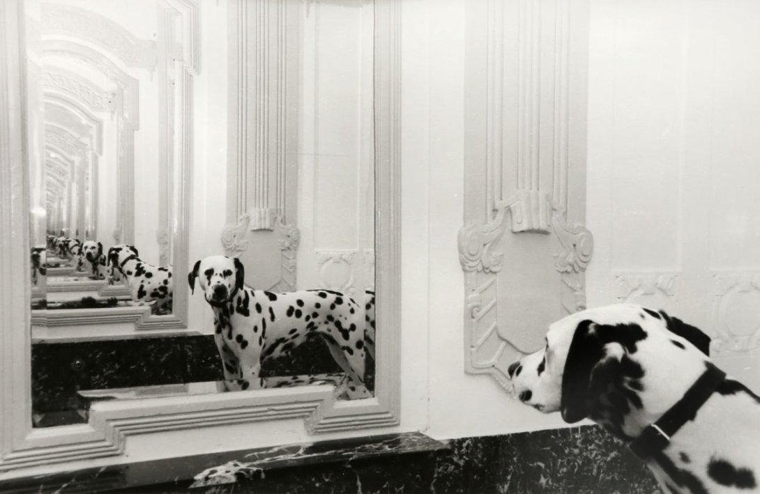 Série_Dalmatiens