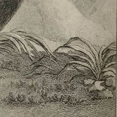 Macreuse (Voyage en Sibérie Debure 1768) - Caresme de Fécamp