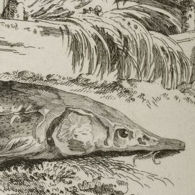 Le Sterlet (Voyage en Sibérie Debure 1768) - Leprince
