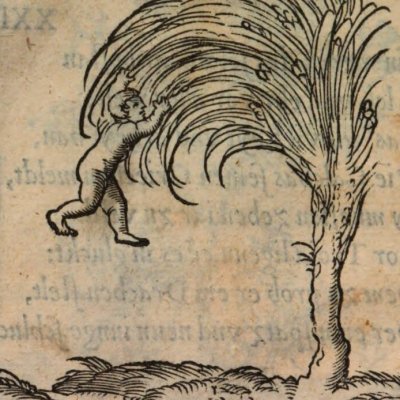 S’endurcir à ce qui résiste (Alciat, Emblematum Libellus, 1542)