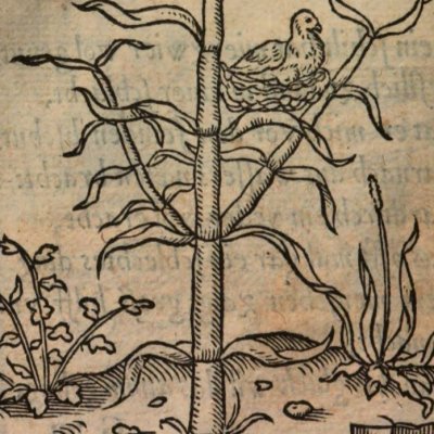 L’amour de ses enfants (Alciat, Emblematum Libellus, 1542)