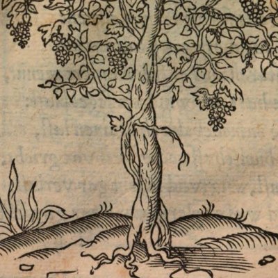 Le Sage s’abstient de vin (Alciat, Emblematum Libellus, 1542)