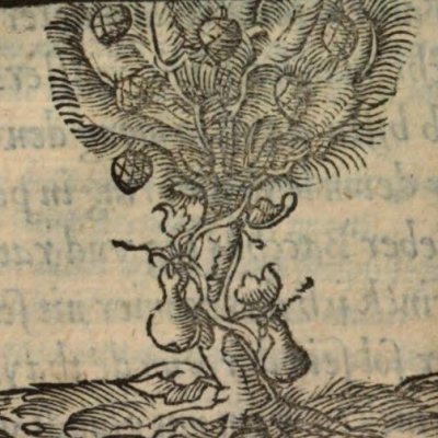 Bonheur du moment (Alciat, Emblematum Libellus, 1542, n°68)