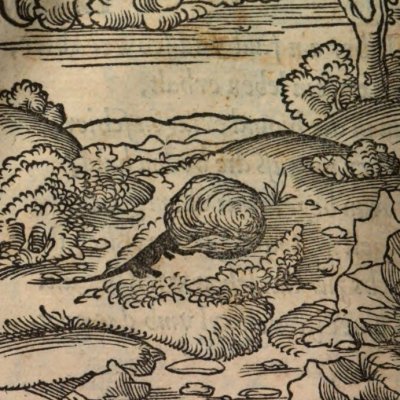 Prisonnier par gourmandise (Alciat, Emblematum Libellus, 1542, n°86)