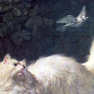 Un chat Angola qui guette un oiseau - Bachelier