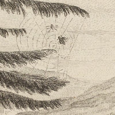 Le lion et le moucheron (La Fontaine, Desaint & Saillant, 1755) - Oudry
