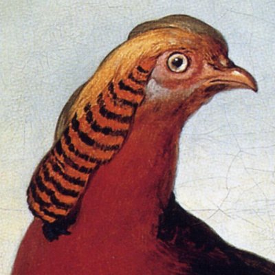 Faisan doré de la Chine avec un Aandina et un autre oiseau des îles - Oudry