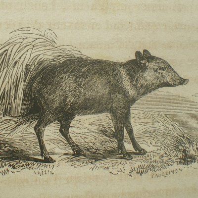 L’Oiseau bleu. Truitonne changée en truie (Contes des fées, Garnier, 1872)