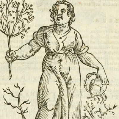 Grassezza (Ripa, 1625) - Chevalier d'Arpin