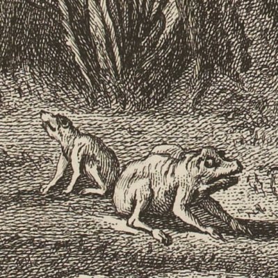 La grenouille qui se veut faire aussi grosse que le bœuf (La Fontaine D&S 1755)