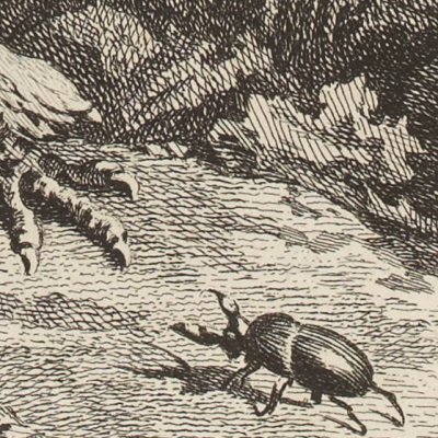 L’aigle et l’escarbot (La Fontaine, Desaint et Saillant, 1755) - Oudry