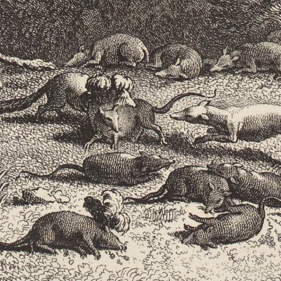 Le combat des rats & des belettes (La Fontaine, Desaint&Saillant, 1755) - Oudry