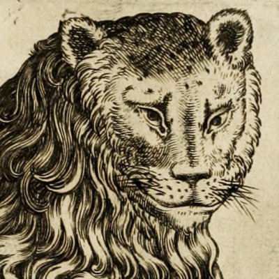 Figure de lion à comparer à l’homme (G. della Porta, De physiognomonia, 1586, p. 20)