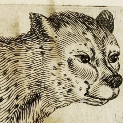 Forme de panthère à comparer à l’homme (G. della Porta, De physiognomonia, 1586, p. 22)