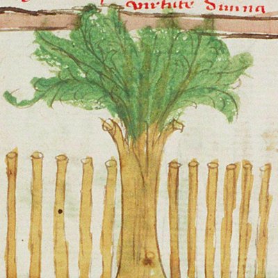 Le rameau d’Aaron bourgeonne (Speculum humanæ salvationis, KB 10 C 23, F12r)