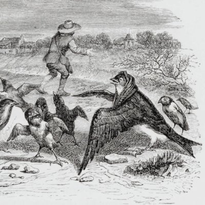 L’hirondelle et les petits oiseaux (Furne 1847) - Piaud d'après Grandville