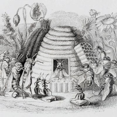 Les frelons et les mouches à miel (Furne 1847) - Sears d'après Grandville
