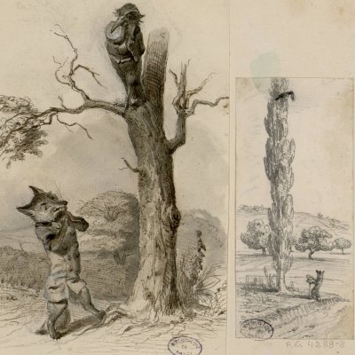 Le corbeau et le renard (Dessins des Fables de La Fontaine) - Grandville