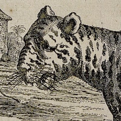 La vraie forme du tigre (Kircher, Chine illustrée, 1670)