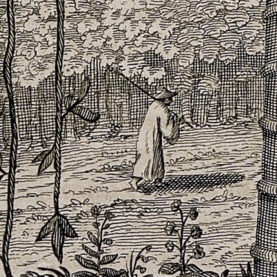 Osier liseron, ou vigne blanche (Kircher, Chine illustrée, 1670)
