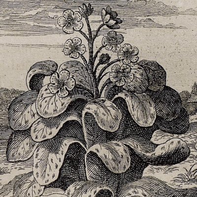 La rhubarbe selon Matthiol (Kircher, Chine illustrée, 1670)