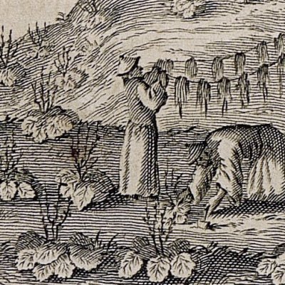 La rhubarbe selon le P. Martin (Kircher, Chine illustrée, 1670)