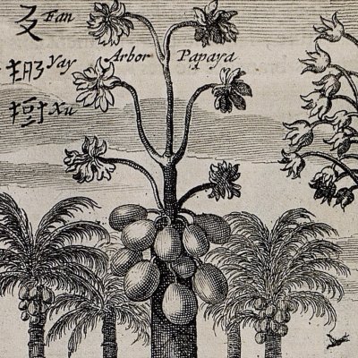 Le Fan-yay-xu, ou Papaye (Kircher, Chine illustrée, 1670)