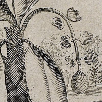 Le figuier de paradis (Kircher, Chine illustrée, 1670)