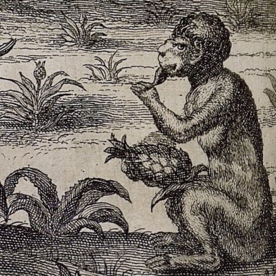 L’ananas (Kircher, Chine illustrée, 1670)