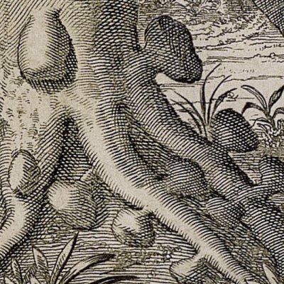 Arbre du poivre et liane de poivrier (Kircher, Chine illustrée, 1670)