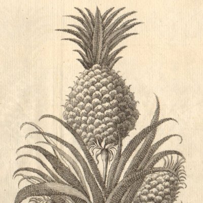 Amsaleira, Anananseira (ananas) & Anoneira (Hist. gale des voyages, 1753, t. 11)