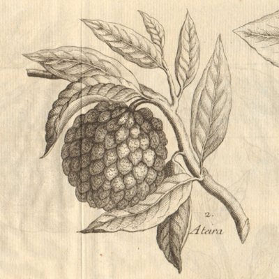 Asafreira (safran), Ata et Betel (Hist. gale des voyages, 1753, t. 11)