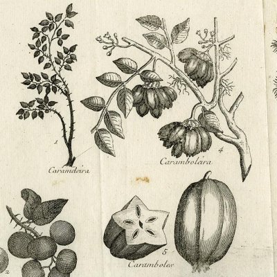 Carambe, Carambole et Coco (Hist. gale des voyages, 1753, t. 11)