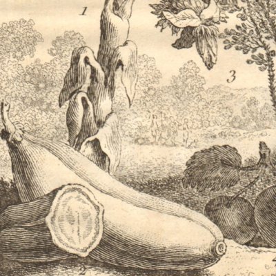 Bananes et Brindons (Hist. gale des voyages, 1753, t. 11)