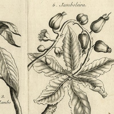 Jamboleira (Hist. gale des voyages, 1753, t. 11)
