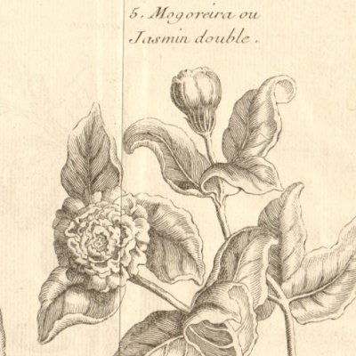 Mangue (Hist. gale des voyages, 1753, t. 11)