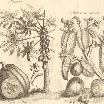 Papaye (Histoire générale des voyages, 1753, t. 11)