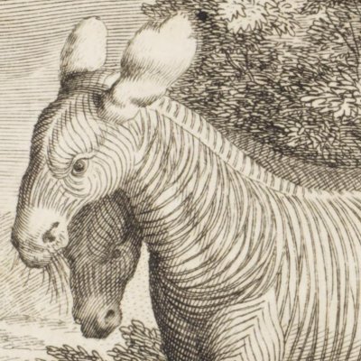 Zèbres ou ânes sauvages du Cap (Voyage de Siam, L2, 1686) - Sevin