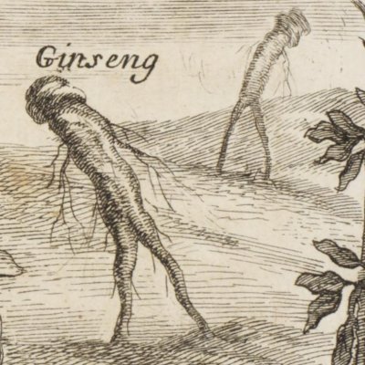 Thé, bétel et ginseng (Voyage de Siam, 1686) - Sevin