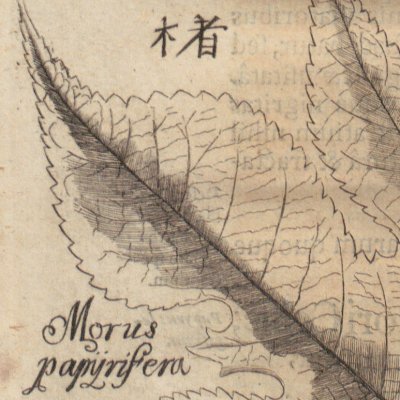Feuilles de murier à papier (Amœnitatum exoticarum, 1712, p.472)