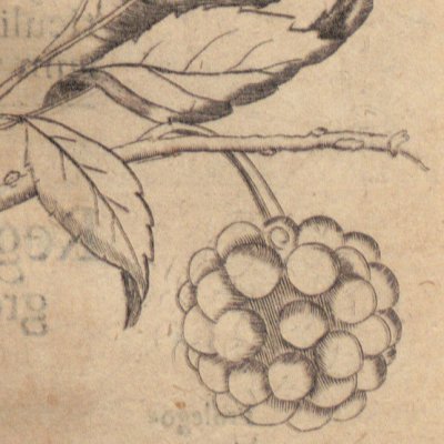 Fruit du murier à papier (Amœnitatum exoticarum, 1712, p.477)