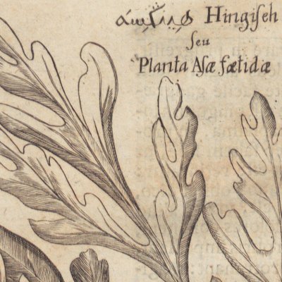 L’Ase fétide (Amœnitatum exoticarum, 1712, p.536)