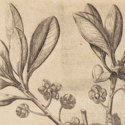 Laurus Julifera (Amœnitatum exoticarum, 1712, p.774)