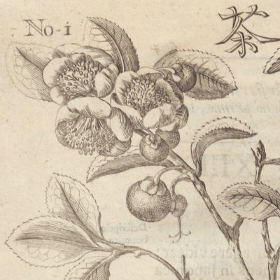 Thé japonais (Amœnitatum exoticarum, 1712, p.606)