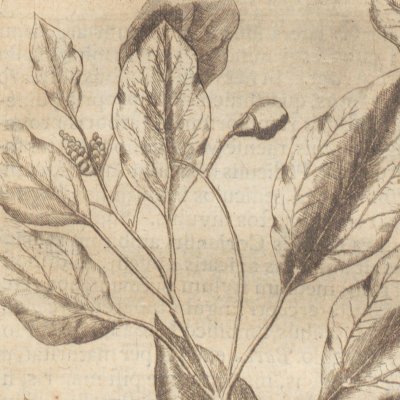 Laurus Camphorifera (Amœnitatum exoticarum, 1712, p.771)