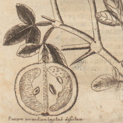 Karatats banna ou Citronnier épineux trifolié (Amœnitatum exoticarum, 1712, p.843)
